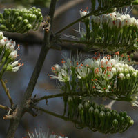 Combretum Mossambicense 5 Seeds, Frost Hardy Shrub Small Tree, Knobbly Creeper, Great Bush For Smaller Yards!