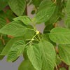 Corchorus Capsularis 20/100 Seeds, White Jute Herb