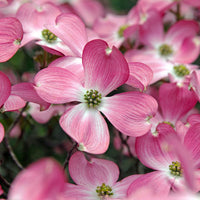 Cornus Florida Rubra Tree 10 Seeds, Pink Flowering Hardy Native Dogwood