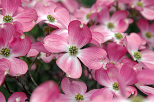 Cornus Florida Rubra Tree 10 Seeds, Pink Flowering Hardy Native Dogwood