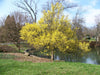 Cornus Officinalis 15 Seeds, Dogwood Cornelian Cherry Shrub Tree, Hardy Medicinal Kintoki