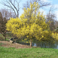 Cornus Officinalis 15 Seeds, Dogwood Cornelian Cherry Shrub Tree, Hardy Medicinal Kintoki