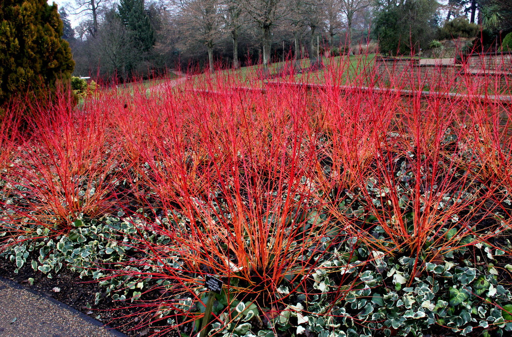 Cornus Sanguinea 20 250 1000 Seeds Dogwood Midwinter Fire Hardy Wint cornus-sanguinea-20-250-1000-seeds-dogwood-midwinter-fire-hardy-wint
