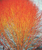 Cornus Sanguinea 20/250/1000 Seeds, Dogwood Midwinter Fire