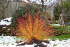 Cornus Sanguinea 20/250/1000 Seeds, Dogwood Midwinter Fire