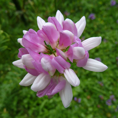 Coronilla Varia Seeds, Perennial Crown Vetch Vine, Hardy Ground Cover, Fixes Nitrogen