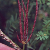 Coronilla Varia Seeds, Perennial Crown Vetch Vine, Hardy Ground Cover, Fixes Nitrogen