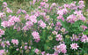 Coronilla Varia Seeds, Perennial Crown Vetch Vine, Hardy Ground Cover, Fixes Nitrogen