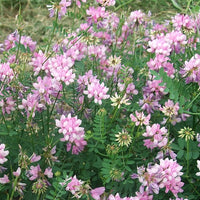 Coronilla Varia Seeds, Perennial Crown Vetch Vine, Hardy Ground Cover, Fixes Nitrogen