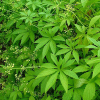 Cyclanthera Pedata 10 Seeds, Edible Fruit Vine, Caigua Slipper Gourd Vegetable