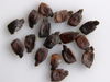 Cyclanthera Pedata 10 Seeds, Edible Fruit Vine, Caigua Slipper Gourd Vegetable