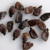 Cyclanthera Pedata 10 Seeds, Edible Fruit Vine, Caigua Slipper Gourd Vegetable
