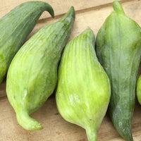 Cyclanthera Pedata 10 Seeds, Edible Fruit Vine, Caigua Slipper Gourd Vegetable