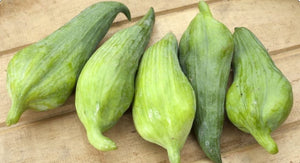 Cyclanthera Pedata 10 Seeds, Edible Fruit Vine, Caigua Slipper Gourd Vegetable