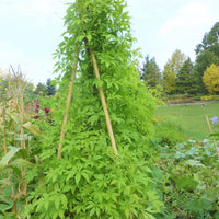 Cyclanthera Pedata 10 Seeds, Edible Fruit Vine, Caigua Slipper Gourd Vegetable