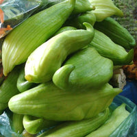 Cyclanthera Pedata 10 Seeds, Edible Fruit Vine, Caigua Slipper Gourd Vegetable