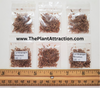 Cymbopogon Flexuosus 100+ Seeds, Edible Lemongrass East Indian Lemon Grass