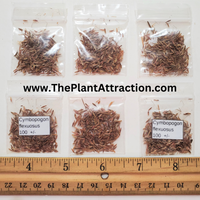 Cymbopogon Flexuosus 100+ Seeds, Edible Lemongrass East Indian Lemon Grass