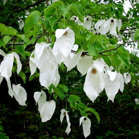 Davidia Involucrata Seeds, Hardy Dove Tree, Handkerchief or Ghost Tree, Garden Plants