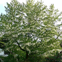 Davidia Involucrata Seeds, Hardy Dove Tree, Handkerchief or Ghost Tree, Garden Plants