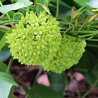 Dregea Volubilis Vine Shrub 10 Seeds, Edible Medicinal Herb Green Wax Flower