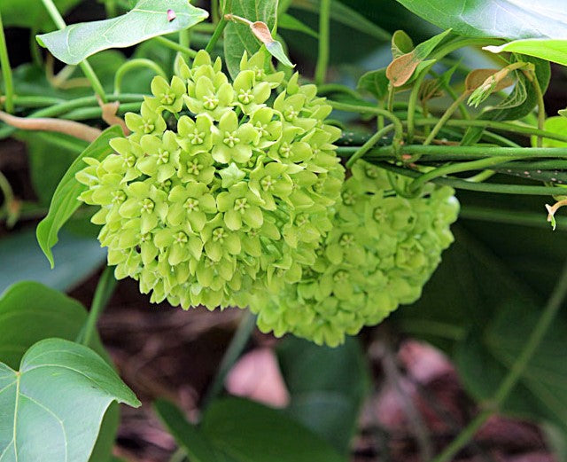 wax flower seeds Dregea Volubilis Vine Shrub 10 Seeds, Edible Medicinal Herb Green Wax Flower