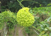 Dregea Volubilis Vine Shrub 10 Seeds, Edible Medicinal Herb Green Wax Flower