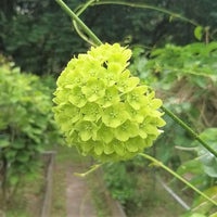 Dregea Volubilis Vine Shrub 10 Seeds, Edible Medicinal Herb Green Wax Flower