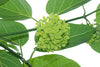 Dregea Volubilis Vine Shrub 10 Seeds, Edible Medicinal Herb Green Wax Flower
