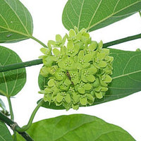 Dregea Volubilis Vine Shrub 10 Seeds, Edible Medicinal Herb Green Wax Flower