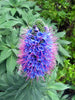 Echium Candicans 15 Seeds, Perennial Shrub or Garden Bush