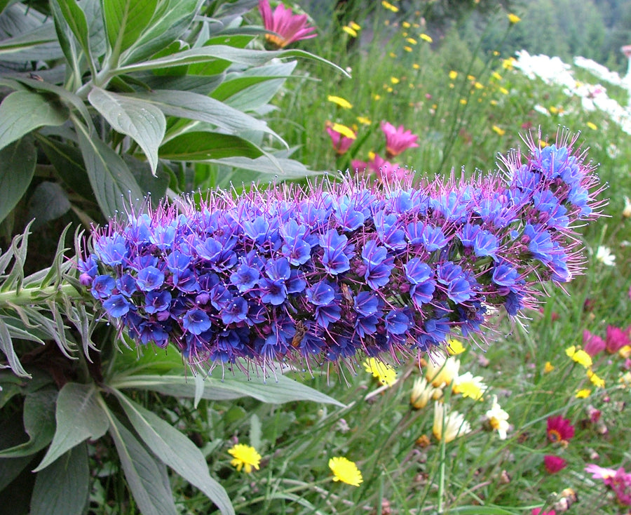 Echium Candicans 15 Seeds, Perennial Shrub or Garden Bush