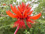 Erythrina Arborescens Tree 6/100 Seeds, Great For Smaller Yards and Gardens!