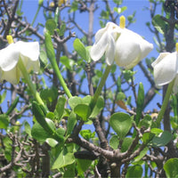 Gardenia Volkensii ssp Spathulifolia 6 Seeds, Fragrant Shrub Or Small Tree 