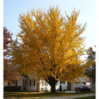 Ginkgo Biloba Tree 8 Seeds, Hardy Medicinal Supplement Herb Bonsai