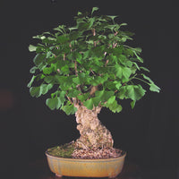 Ginkgo Biloba Tree 8 Seeds, Hardy Medicinal Supplement Herb Bonsai