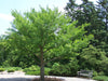 Ginkgo Biloba Tree 8 Seeds, Hardy Medicinal Supplement Herb Bonsai