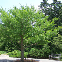 Ginkgo Biloba Tree 8 Seeds, Hardy Medicinal Supplement Herb Bonsai