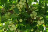 Ginkgo Biloba Tree 8 Seeds, Hardy Medicinal Supplement Herb Bonsai