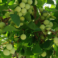 Ginkgo Biloba Tree 8 Seeds, Hardy Medicinal Supplement Herb Bonsai