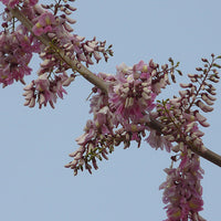 Gliricidia Sepium Flowering Tree 20/100/500 Seeds, Nitrogen Fixing