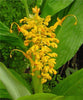 Globba Schomburgkii 10 Seeds, Dancing Girl Ginger