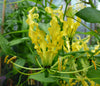 Gloriosa Lutea Glory Garden Vine 10 Seeds, Flowering Climbing Flame Lily