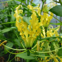 Gloriosa Lutea Glory Garden Vine 10 Seeds, Flowering Climbing Flame Lily