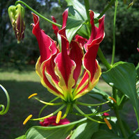 Gloriosa Rothschildiana Glory Garden Vine 10 Seeds, Climbing Flame Lily