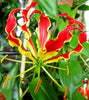 Gloriosa Superba Glory Vine 10 Seeds, Climbing Flame Lily