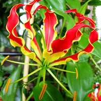 Gloriosa Superba Glory Vine 10 Seeds, Climbing Flame Lily