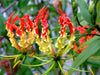 Gloriosa Superba Glory Vine 10 Seeds, Climbing Flame Lily