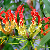 Gloriosa Superba Glory Vine 10 Seeds, Climbing Flame Lily