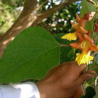 Gmelina Arborea Tree 5-10 Seeds, Medicinal Gambhari Gamhar Snapdragon ...